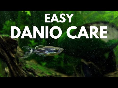 How to Care for Zebra Danios