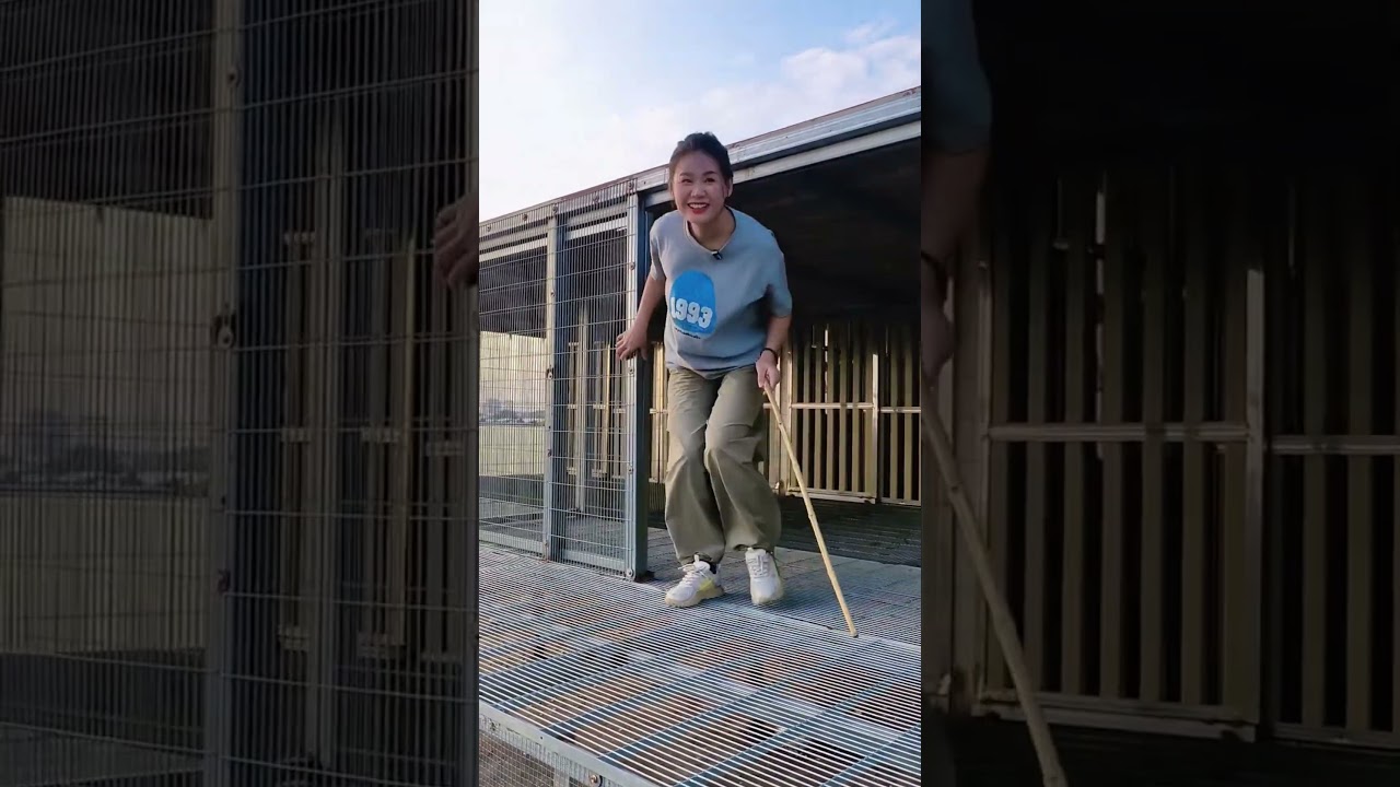 馬不停蹄，300公里剛結束，又要備戰400公里 #鴿舍 #pigeon #賽鴿