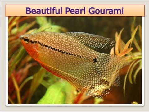 All about Pearl Gourami Fish