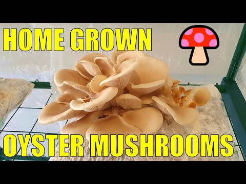 Growing Mushrooms on Cat Litter  - How We Make then Feed Fruiting Bags For a 2nd Harvest