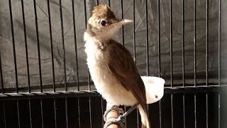 Download lagu Suara Burung Kerak Basi Gacor Volume Lantang JERNIH , Cocok Buat PIKAT & Masteran Kerakbasi BAHAN mp3