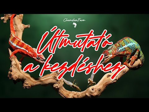 ChameleonFarm - Kezdő csomag bemutatása és útmutató a kezdéshez - 2