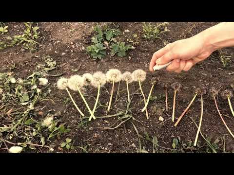 Setting dandelions on fire