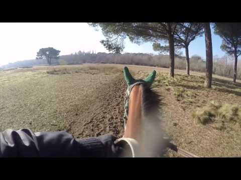 La pista d'allenamento nel bosco