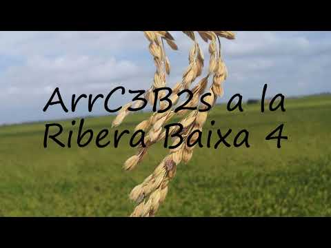 How to pronounce ArrC3B2s a la Ribera Baixa  4 in Catalan?