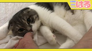 仕事帰りの足の臭いをクッソ嗅ぎながら寝る子猫【召喚獣はる】