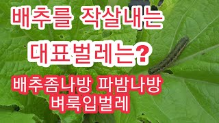 [배추재배방법] 배추 방제시기 방법 벼룩입벌레 배추좀나방 파밤나방