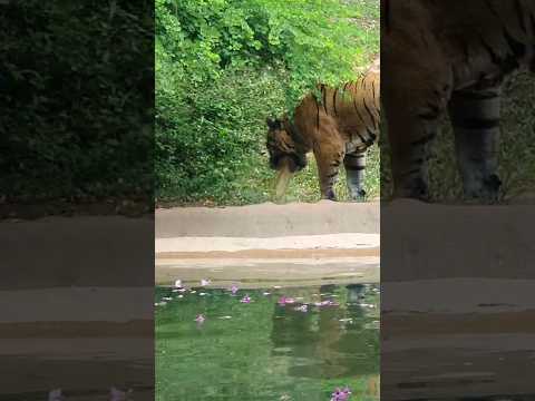 Tiger Having Bad Day Vomiting😥❤