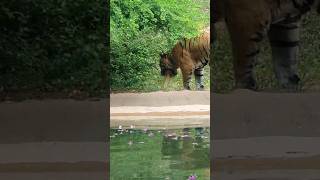 Tiger Having Bad Day Vomiting😥❤