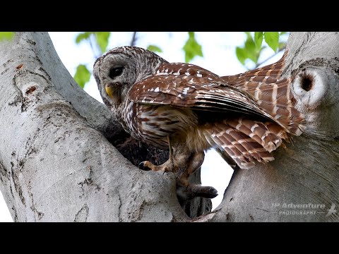Barred Owl Nest - Feeding time filmed with Canon R6