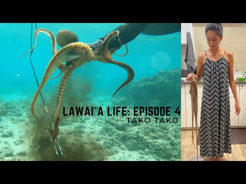 TAKO TIP TUESDAY: TAKO/HE`E/OCTOPUS DIVING OAHU (EPISODE 4)