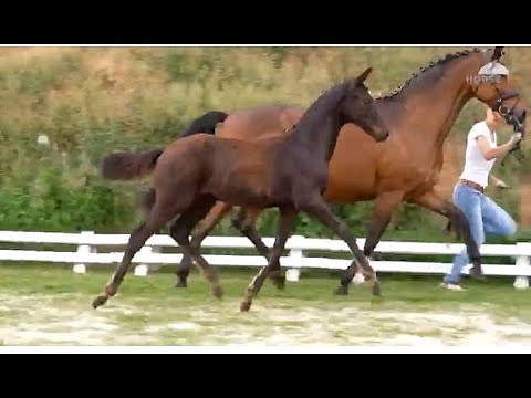 Stutfohlen von Follow Him Schönweide x Saint Cyr