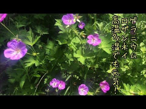 ミクロガレ・ロンギカウダタについて詳しく解説