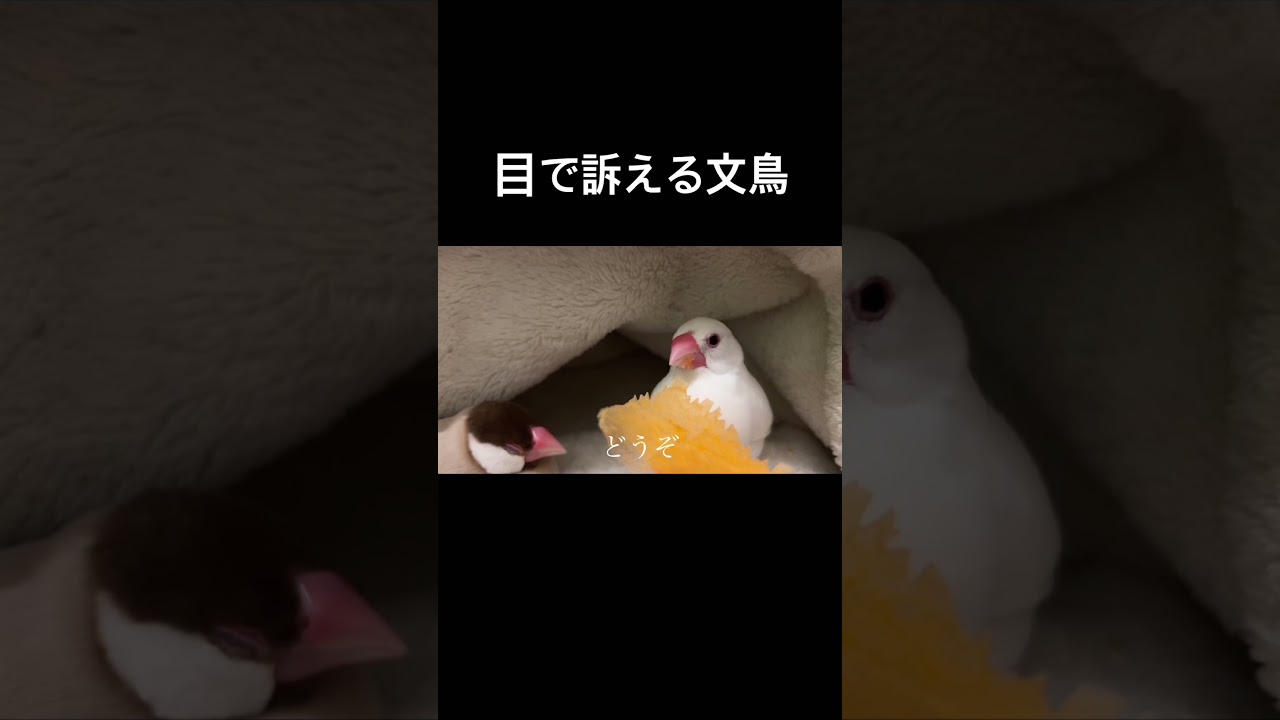 目で訴える文鳥 #javasparrow #白文鳥 #文鳥