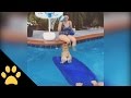 Corgi Is A Baller At Pool Tricks
