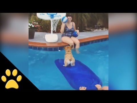 Un Corgi bien entrenado
