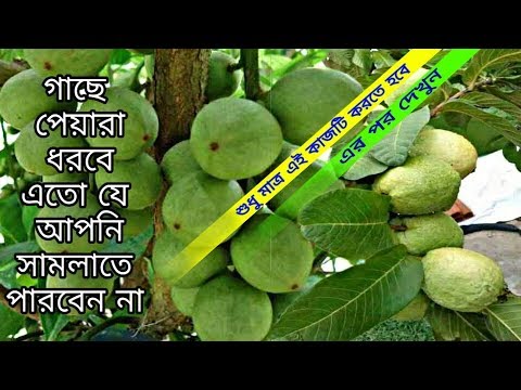 পেয়ারার ভালো ফলন পাওয়ার উপায়।। অনেক ফল পেতে করুন এই কাজটি। Video