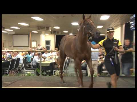 Magic Millions Perth Yearling Sale - Book 1 Review