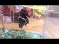 Little Sprouts Learns About Butterflies