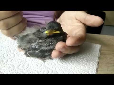 Babyvogel füttern,Handaufzucht