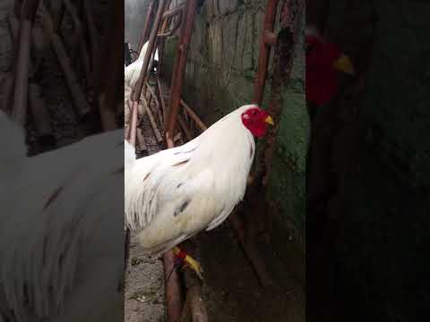 Sweater × white kelso