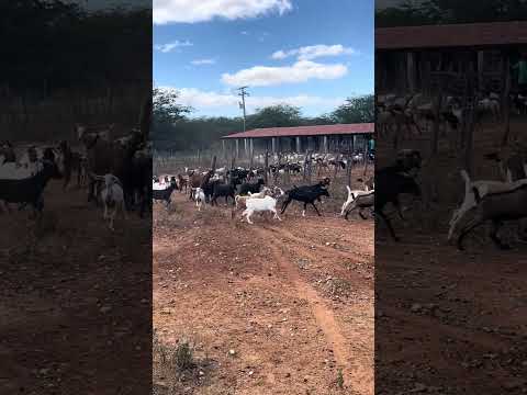 Em Icozeira, Abaré-BA