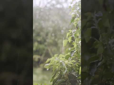 Pioggia Rilassante per Dormire - Rumore della Pioggia - 1 Ora