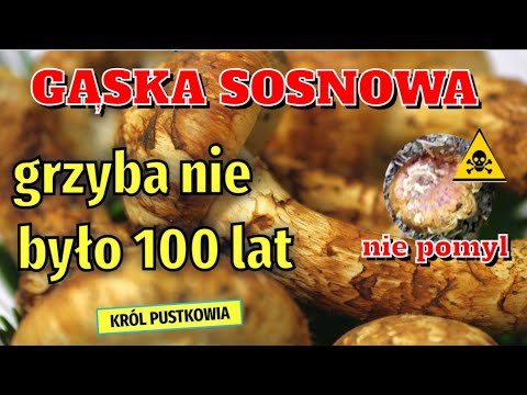 GĄSKA SOSNOWA - GRZYBA NIE BYŁO 100 LAT. NIE POMYL Z GĄSKĄ OGNISTĄ