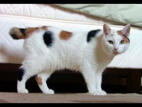 Raza de Gato Manx