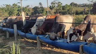 ⚠️ Quantos kg de silagem e ração um boi come em confinamento? consumo de matéria seca?