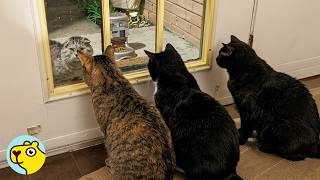 Feral Cat Decides He’s Ready To Be Domesticated