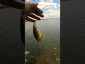 Video Thumbnail for ultra light fishing #short #fishing #subscribe #shorts