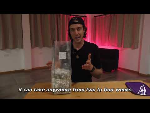 Initiating the Fruiting Stage in a Magic Bag (All-In-One Mushroom Grow Bag)