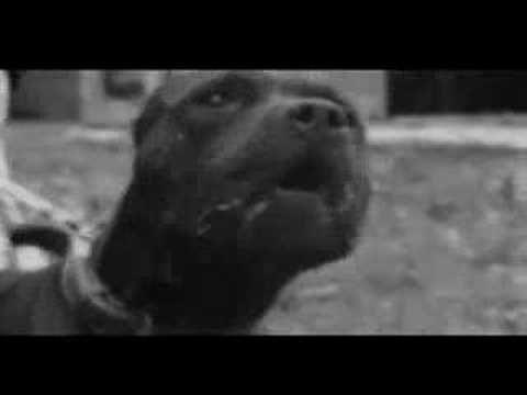 Прозивка из краја - Лице улице