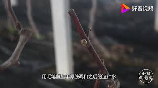 设施葡萄化学破眠技术，小阳详细介绍，药物配比一定要记好