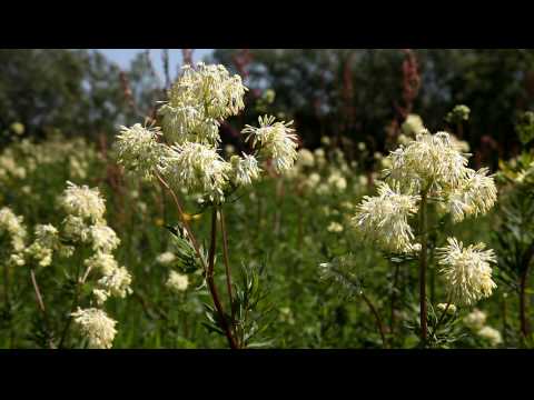 Thalitricum_flavum_9934.MOV