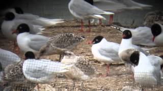 preview picture of video '3.7.13 Mouette mélanocéphale rouge PJH2 (Larus melanocephalus, Mediterranean Gull)'