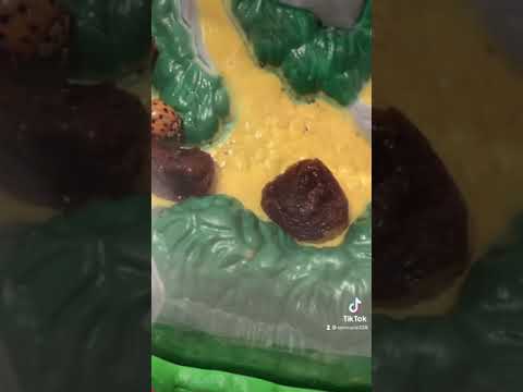 てんとう虫の冬場の室内飼育