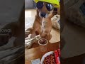 Short Viral Dog Drink Alcohol