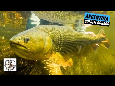 Unforgettable Golden Dorado in Argentina