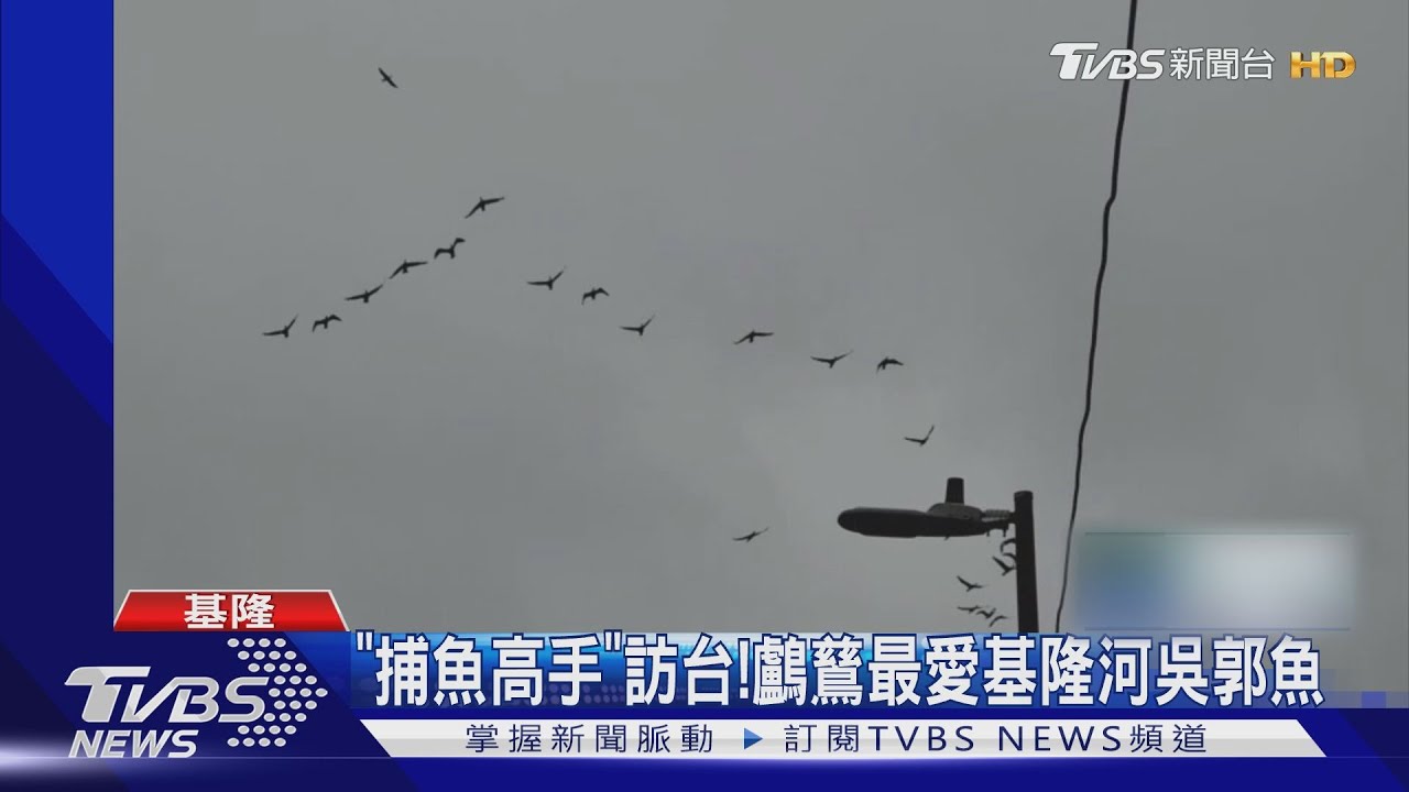 破500隻覓食! 候鳥鸕鶿新山水庫報到