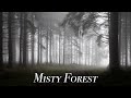Forest Mist, Landscape Photography