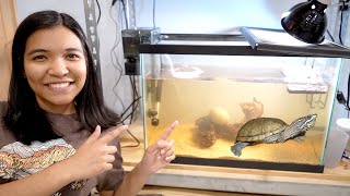 HOW TO SET UP A TURTLE TANK (from start to finish)