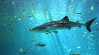 Shark in the Atoll • Royalty Free Game Music