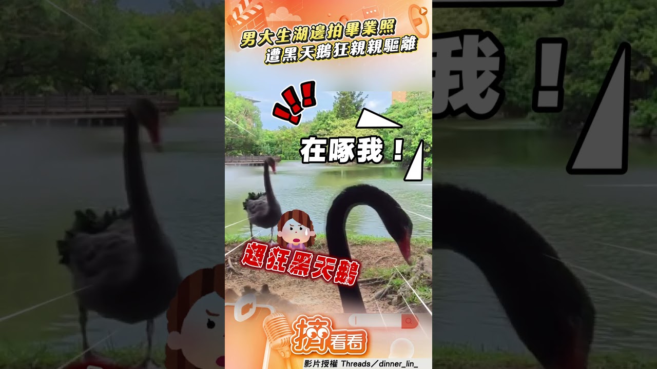 影音／男大生湖邊嗨拍畢業照　遭黑天鵝「狂親親驅離」！