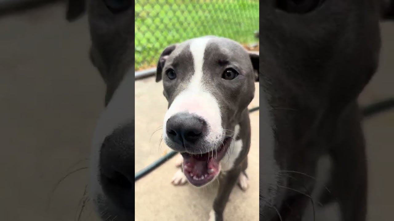 Arlen, a ADOPTABLE Pit Bull Terrier in Chicago, IL video 5/5