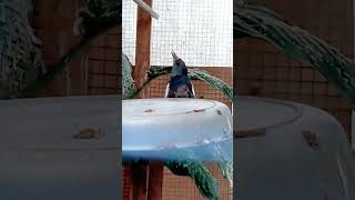 Download lagu Suara burung | kompilasi suara asli burung murai batu #burung mp3