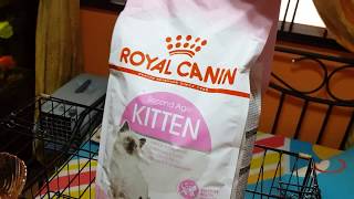 Ragdoll Cats Vlog #05 (19 November 2017)