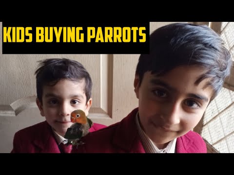 Parrots || Kids buy parrot pair || New family members || AHA VLOGS