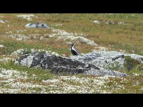 Goudplevier in broedgebied vogelen Noorwegen/ golden plover in breeding area birding Norway, #N1